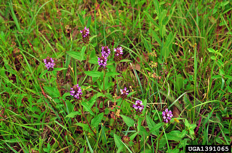 Flowering self-heal plants